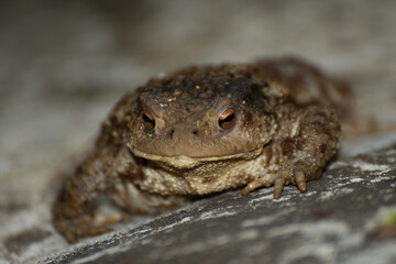 big frog near a lake in Romania, Bretea,2020