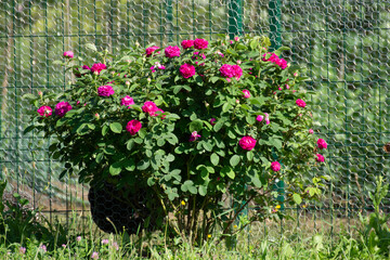 red peonies in Bretea, Romania
