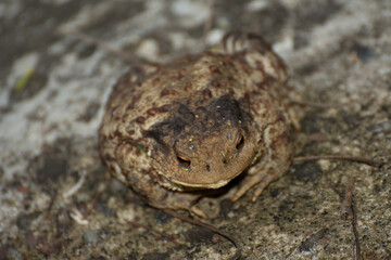 big frog near a lake in Romania, Bretea,2020