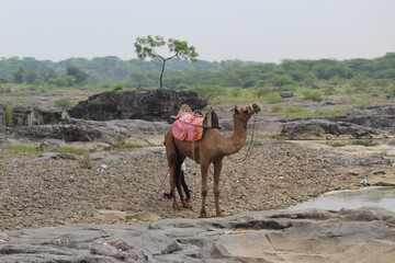 A camel in the jungle
