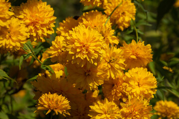 Blossom of a yellow dahlia