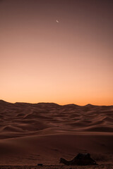Fototapeta na wymiar Goldskies before sunrise in the Sahara