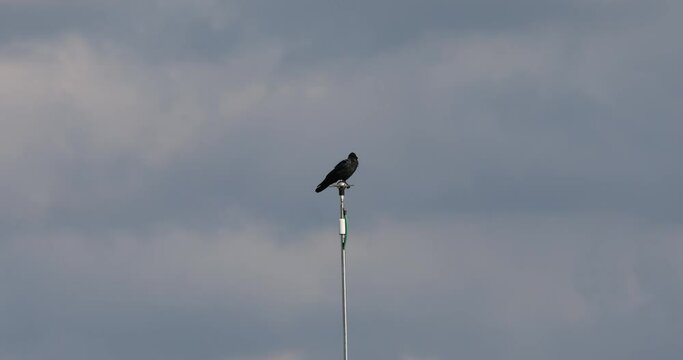 A crow sitting on a lightning rod