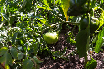 View of a large green tomato growing on a bush.
