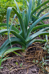 Large leek grows in the ground of vegetable garden