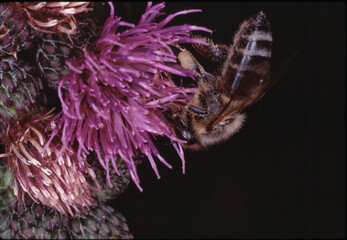 Makrofoto Biene auf Blüte der Weg-Distel, Carduus acandoides. Thüringen, Deutschland, Europa