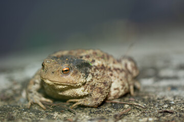 big frog near a lake in Romania, Bretea
