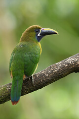 Emerald toucanet perches on branch in forest