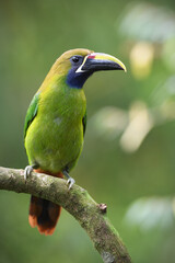 Emerald toucanet perches on branch in forest