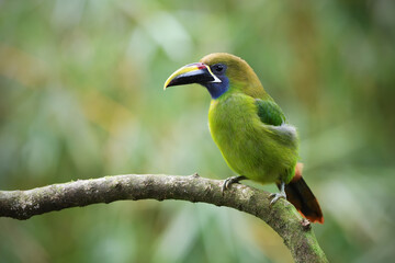 Emerald toucanet perches on branch in forest