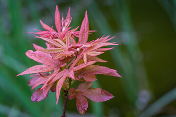 Japanese maple Acer palmatum Atropurpureum on shore of beautiful garden pond. Young pink leaves against blurred green plants  background. Fresh wallpaper, nature background concept