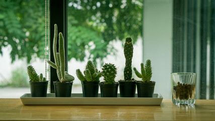 Cactus in black pots with coffee mugs beside the glass wall.