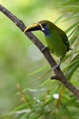 Emerald toucanet perches on branch in forest