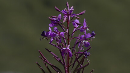 Obraz premium Epilobe en épi (Epilobium angustifolium) 
