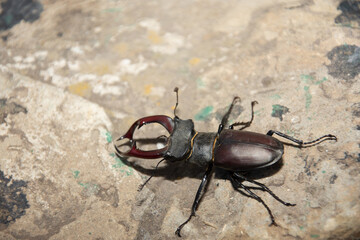 
 a stag beetle near  home