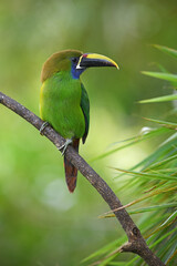 Emerald toucanet perches on branch in forest