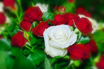 Close up of red and white roses against dark background. Selective focus.