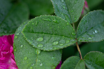 Dew on rose leaves