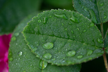 Dew on rose leaves