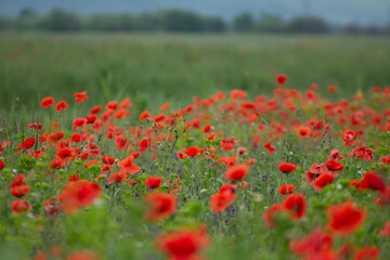 Field with poppies in Cristur, sunrise
  and fog, Sieu, Bistrita, Romania, 2020