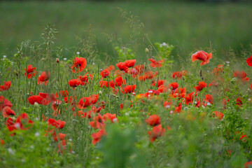 Field with poppies in Cristur, sunrise
  and fog, Sieu, Bistrita, Romania, 2020