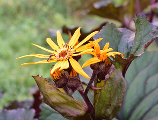 Finger-lobed Buzulnik flower with bee collecting nectar
