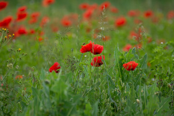 Field with poppies in Cristur, sunrise
  and fog, Sieu, Bistrita, Romania, 2020