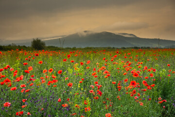 Field with poppies in Cristur, sunrise
  and fog, Sieu, Bistrita, Romania, 2020