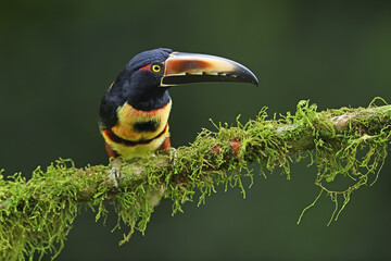 Collared Aracari perches on moss branch 