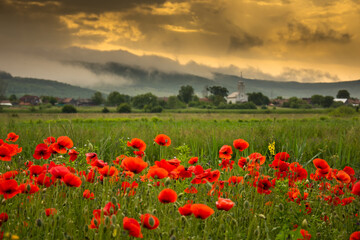 Field with poppies in Cristur, sunrise
  and fog, Sieu, Bistrita, Romania, 2020
