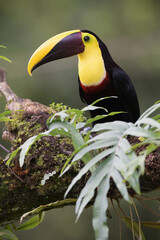 Yellow-throated toucan perches on branch