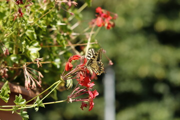 Papilio Machaon Butterfly on red Geranium