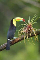 Keel-billed Toucan perches on bromelia branch © PetrDolejsek