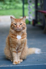 Orange Kitty , stray  feed  cat, animal, kitten, pet, cute, domestic, feline, fur, pets, kitty, tabby, portrait, eyes, young, mammal, animals, red, green, beautiful, face, look, small, looking, nature