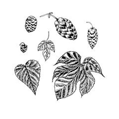 Hop plant sketch. Art design element monochrome stock vector illustration for product design, for packaging design, for web, for print