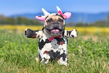 Fototapeten Kuh Happy French Bulldog dog wearing a funny full body Halloween cow costume with fake arms, horns, ears and ribbon  © Firn