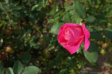 Apricot-orange Flower of Rose 'Mojave' in Full Bloom
