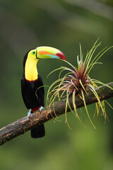 Keel-billed Toucan perches on bromelia branch
