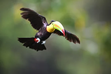 Tuinposter Kiel-billed Toucan vliegt in het bos © PetrDolejsek