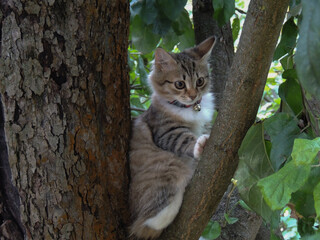 cat on a tree