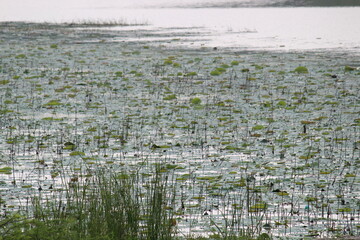 Grass and vegetation grown on water