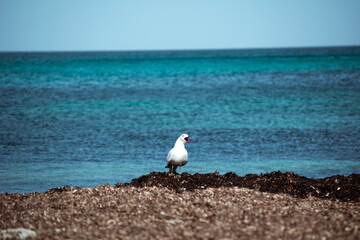 Gaviota posada sobre las algas en la playa