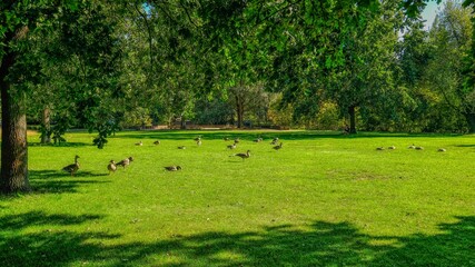 Gänse auf der Wiese im Stadtpark © Lichtblick
