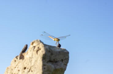 Fototapeta na wymiar dragonfly on the top of the rock