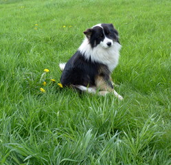 Adorable icelandic dog in the green grass meadow. Cute friendly doggy in the summer lawn. Nice collie among green grass and dandelions flowers.