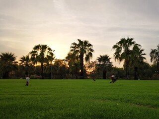 Watching sunset despite pandemic. Birds free flying. 