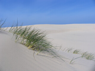 Wanderdüne (Råbjerg Mile) an der Nordspitze Jüdlands  in Norddänemark. Jüdland, Dänemark,...