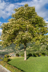 Fototapeta premium Tree in Park on The Mountains