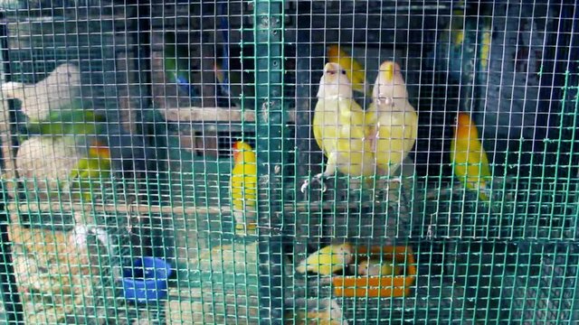Parrots and turtledoves in a cage for sale in the Sri Lanka bird market. Ceylon Lorikeet
