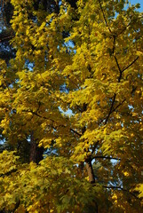 Golden autumn. Photo of beautiful autumn yellow leaves
